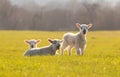 Three young lambs in a field. UK Royalty Free Stock Photo