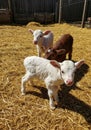 Three Young Lambs in Hay Filled Pen Royalty Free Stock Photo