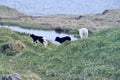 Three young lambs playing around on green grass Royalty Free Stock Photo