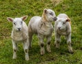 Three young lambs ready for mischief in a field near Market Harborough  UK Royalty Free Stock Photo