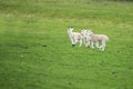 Three young lambs running across a field Royalty Free Stock Photo