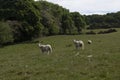 Three young lambs standing in an English field on a sunny summer`s day Royalty Free Stock Photo