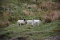 Three Young Lambs Standing Together on Alert in a Field Royalty Free Stock Photo