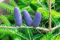 Three young lila colored cones of Korean fir Royalty Free Stock Photo