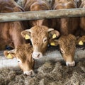 Three young limousin bulls feed inside barn on organic farm in h
