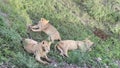 Three young lions lie on the green grass in the Ngorongoro National Park. Long shot. Safari in Tanzania Royalty Free Stock Photo