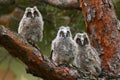 Three long ered owls Asio otus on the branch Royalty Free Stock Photo