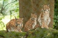 Three young lynx is attentively in the forest Royalty Free Stock Photo