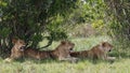 Three young male lions lying underneath a bush in the shade in the long green grass.