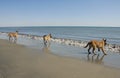 Three young malinois on the beach Royalty Free Stock Photo