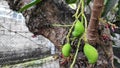 Three young mangoes