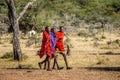 Three young Masai warriors in traditional clothes and weapons are walking in the savannah.