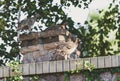 Three young pheasants on stone fence