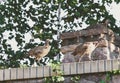 Three young pheasants on stone fence