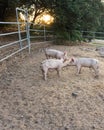 Three young pink dirty domestic pig siblings w cute curly tails, facing each other noses touching, sunset lighting