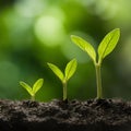 Three young plants staged in ascending order against blurred green backdrop