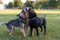 Three Young Pups Love to Play with Stick Royalty Free Stock Photo