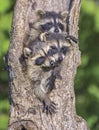 Young raccoons in tree nest