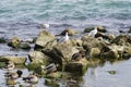 Three young Slender-billed gull Larus genei, Chroicocephalus genei and many Beautiful Mallard duck, or Wild Duck