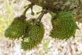 Bunch Of Small Soursop Fruits