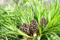 Three young spring morel mushrooms grew among tall, green grass on a sunny day. Royalty Free Stock Photo