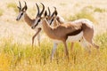 Three young Springbok in the Kalahari desert Royalty Free Stock Photo