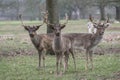 Three young stags in the park Royalty Free Stock Photo