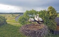 Three young storks in the nest.