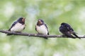 Three young swallows Royalty Free Stock Photo