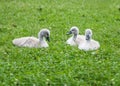 Three young swans Royalty Free Stock Photo