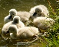 Three young swans Royalty Free Stock Photo