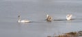 Three Young Swans playing on pond