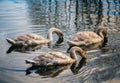 Three young swans in a pond water in autumn Royalty Free Stock Photo