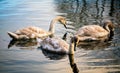 Three young swans in a pond water in autumn Royalty Free Stock Photo