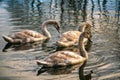 Three young swans in a pond water in autumn Royalty Free Stock Photo