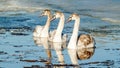 three young swans on the river in winter Royalty Free Stock Photo