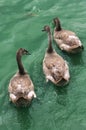 Three young swans swim in lake. Swans catch food off coast. Close-up. Slovenia Royalty Free Stock Photo