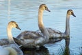 Three young swans Royalty Free Stock Photo