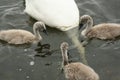 Three young swans waiting until the mom surfaces again with food Royalty Free Stock Photo