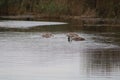 Three young swans on the wetlands Royalty Free Stock Photo