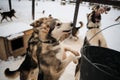 Three young teenage Alaskan Husky puppies look at food and one catches meat with mouth. Sled dog kennel in winter. Routine for Royalty Free Stock Photo