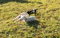 Three young white and black lambs cuddling and laying next to each other on a grassy field Royalty Free Stock Photo