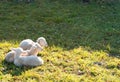 Three young white lambs cuddling and laying next to each other on a grassy field Royalty Free Stock Photo