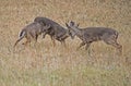 Three young White Tailed Bucks playing together. Royalty Free Stock Photo