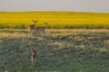 3 Whitetail bucks heading towards a canola field