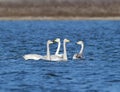 Three young whooper swans with a parent floating Royalty Free Stock Photo