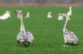 Three young whooper swans Royalty Free Stock Photo