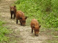 Three Young Wild Hogs on a Trail in South Texas