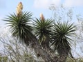 Three Yucca Plants. One in Bloom, One about to Bloom and One not Blooming Royalty Free Stock Photo