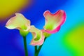 Three zantedeschia rubylite pink ice calla lilies